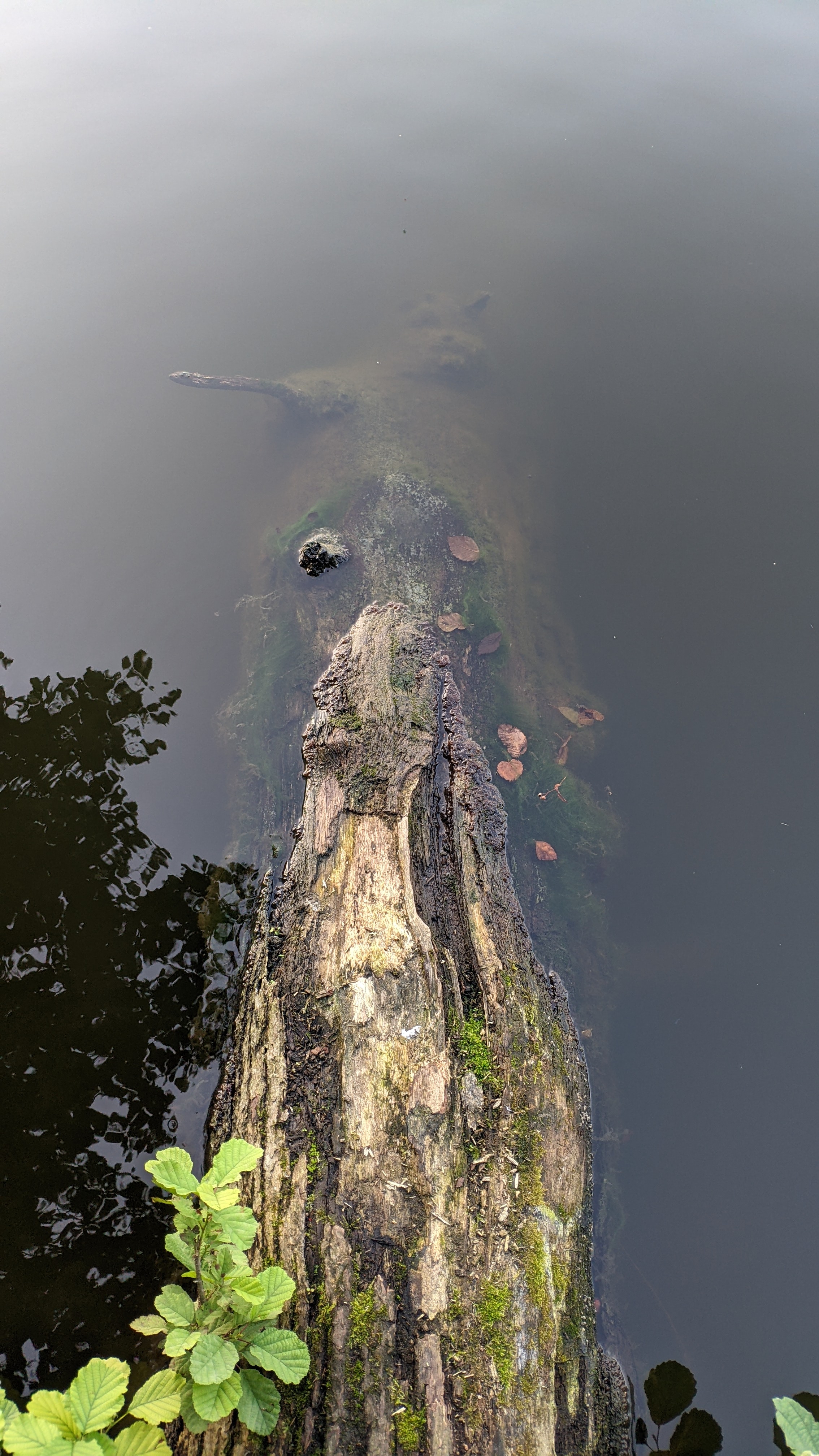 2268x4032