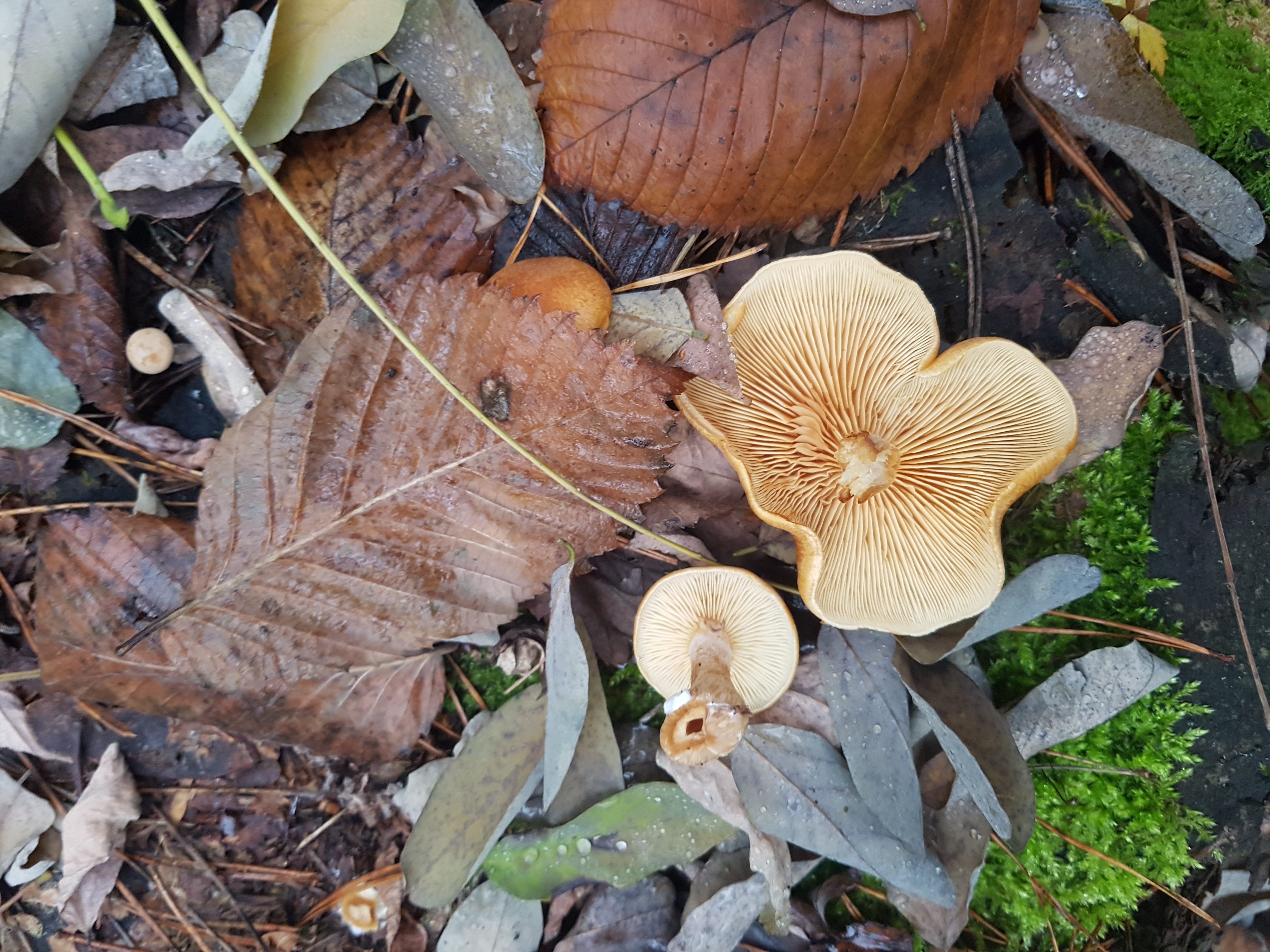 4032x3024