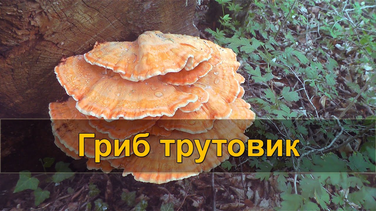 1280x720