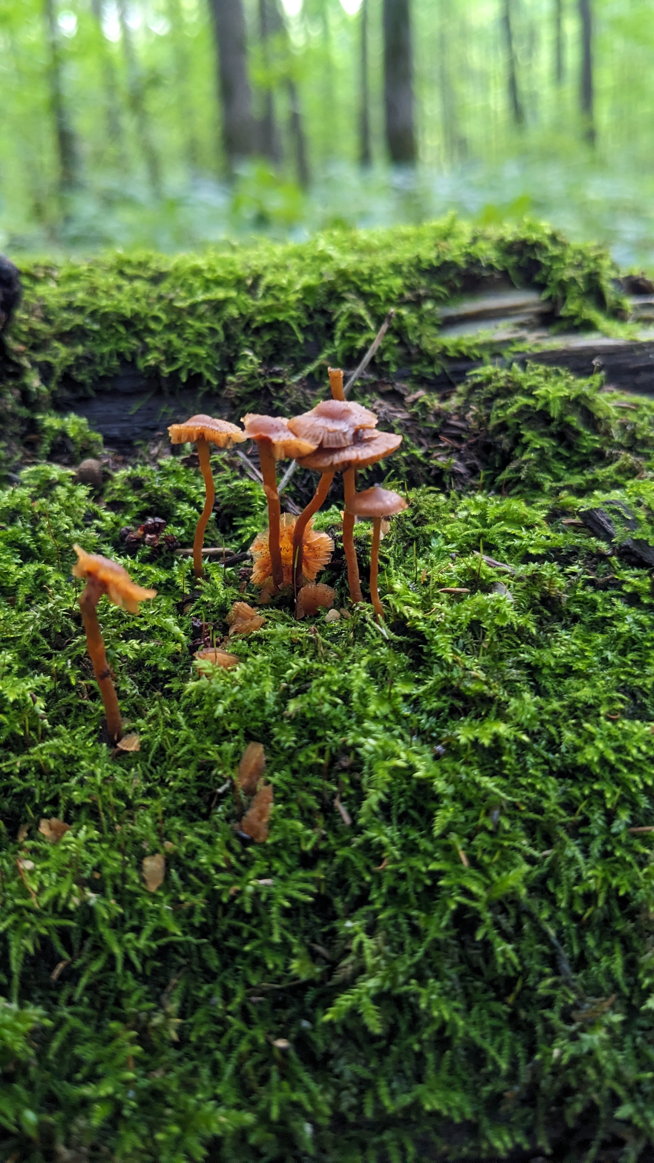 2268x4032
