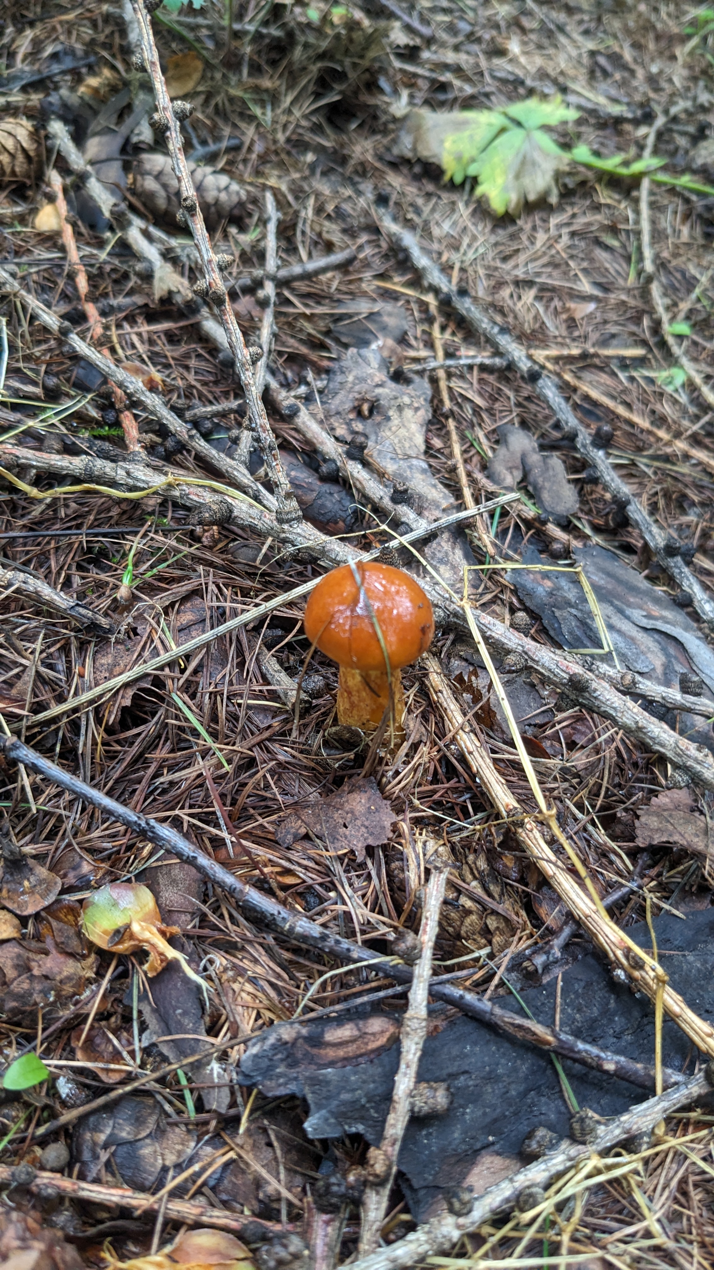 2268x4032
