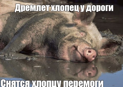 480x339