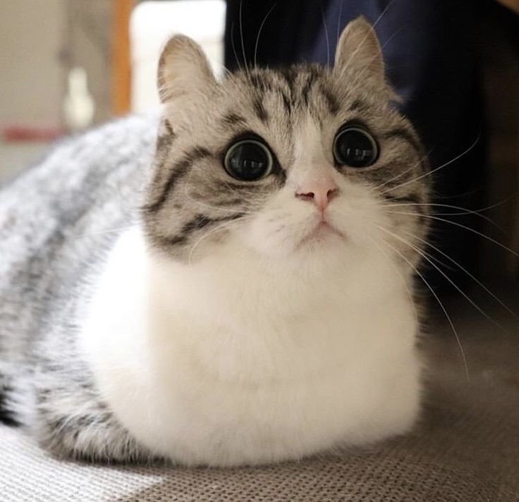 736x712