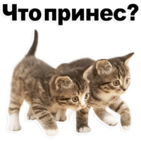 TDCnbPly.жипег