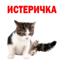 joMMHvS5.жипег