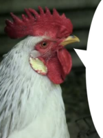 384x512