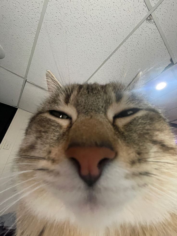 736x981