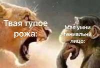 736x506