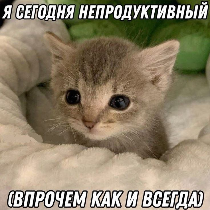 736x736